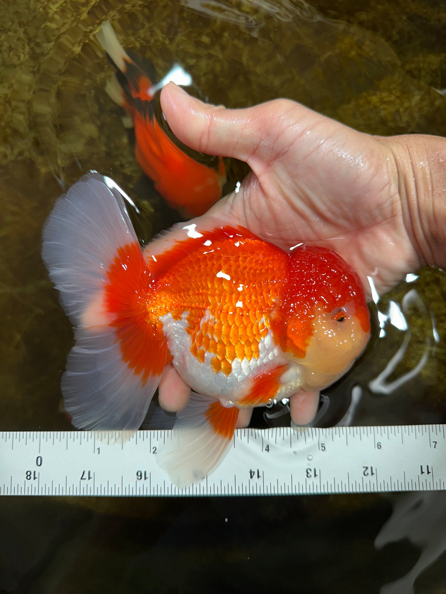 A Grade Red White Oranda Male 5.5-6 inches #080825OR_17