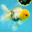 A Grade Lemonhead Oranda Male 5  inches #050925OR_43