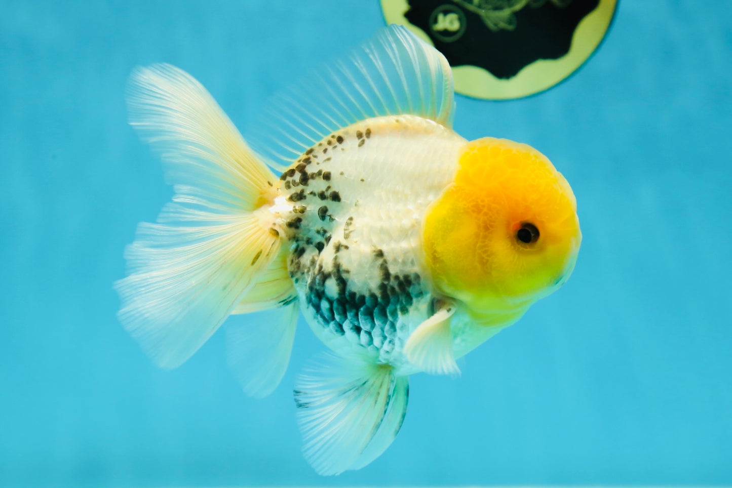 A Grade Lemonhead Oranda Male 5  inches #050925OR_43
