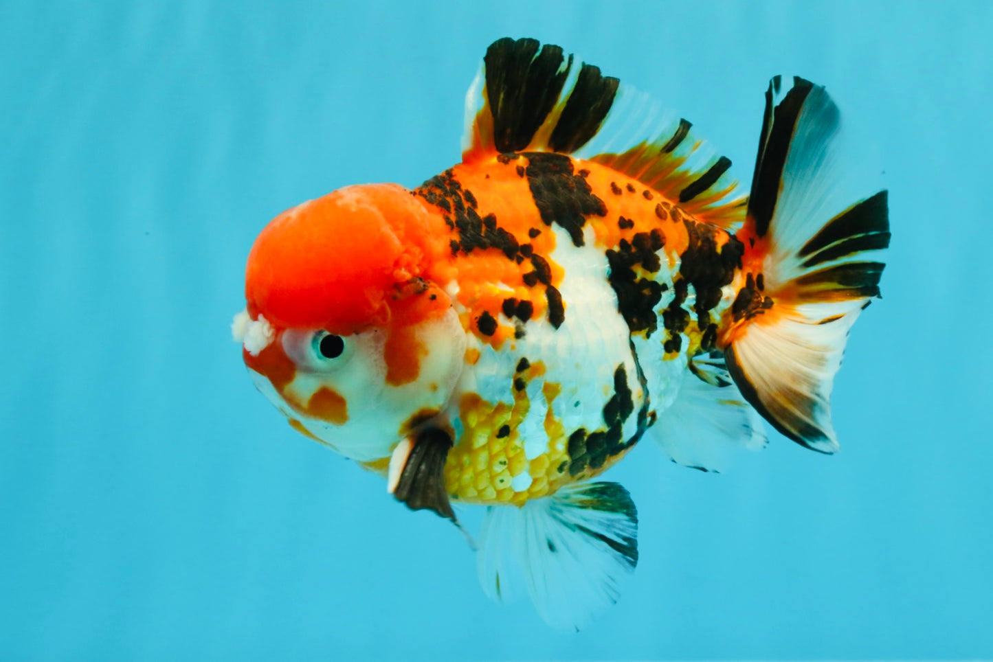 Pompom Tiger Yuanbao Male 5.5 inches #022726YB_07