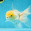 White Oranda Male 5.5 inches #052325OR_04