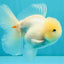 BEAUTY A Grade White Sakura Oranda Male 5.5 inches #050126OR_09