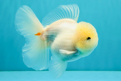 BEAUTY A Grade White Sakura Oranda Male 5.5 inches #050126OR_09