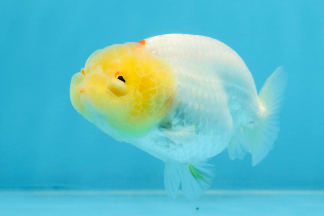 AAA Grade Lemonhead LionQueen 3.5 inches #101725LC_09