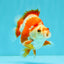 AAA Grade Red White Ryukin Male 4 inches #041726RK_05