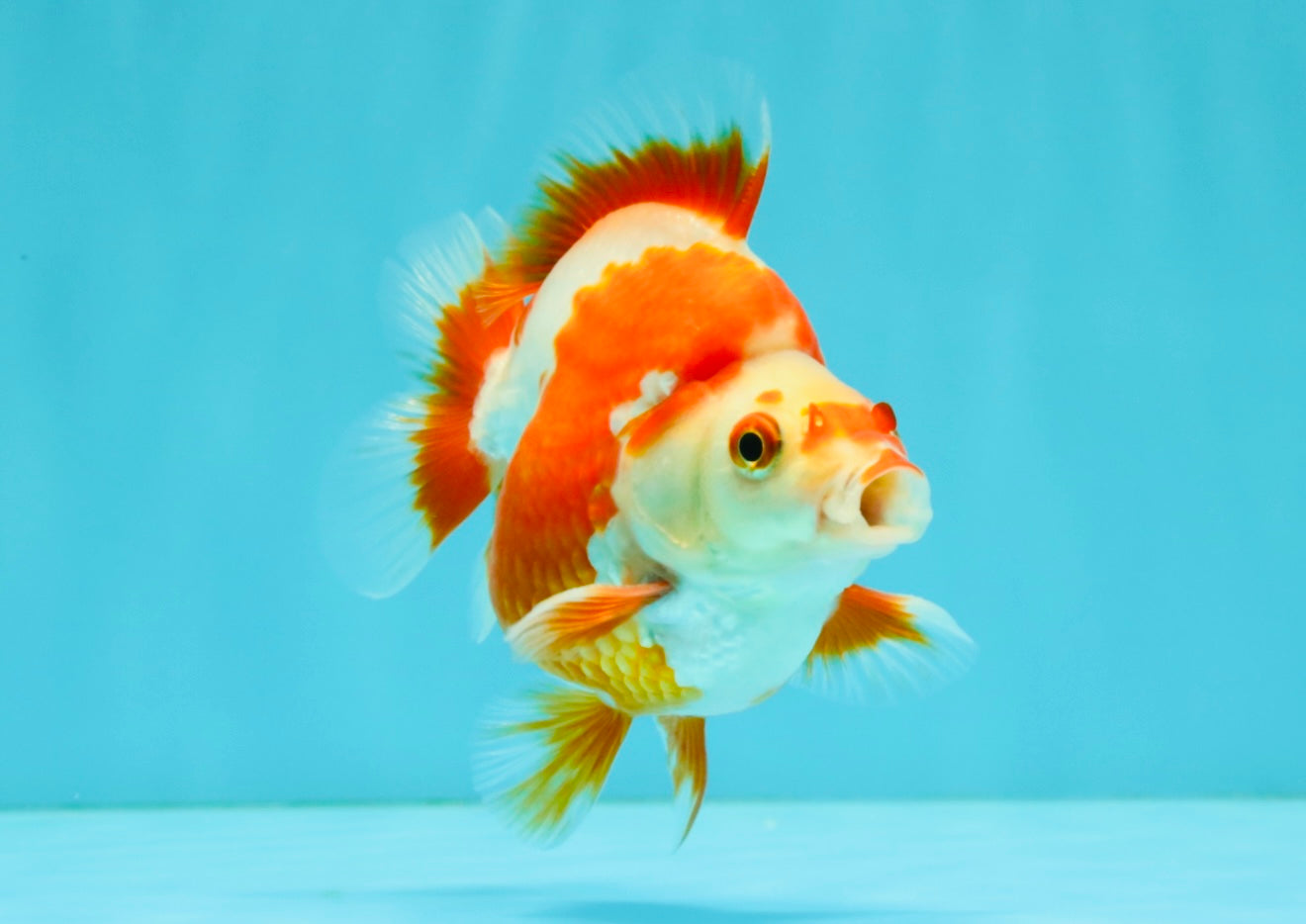 AAA Grade Red White Ryukin Male 4 inches #041726RK_05