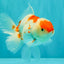 A Grade Red White Oranda Female 5.5 inches #061926OR_15