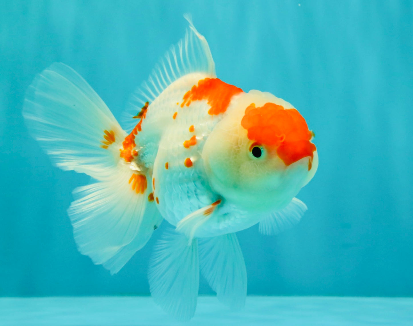 A Grade Red White Oranda Female 5.5 inches #061926OR_15