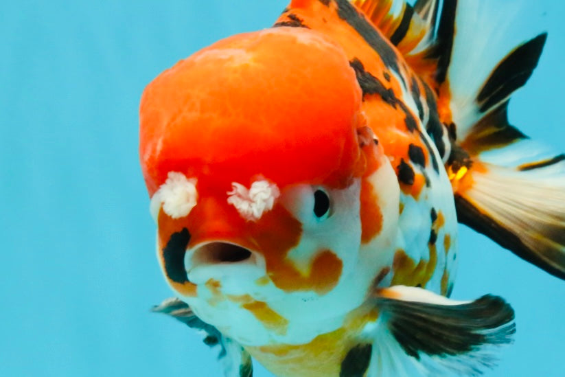 Pompom Tiger Yuanbao Male 5.5 inches #022726YB_07