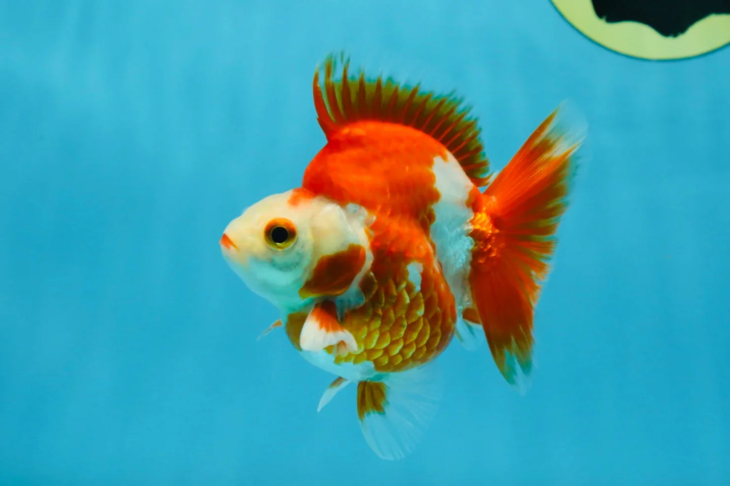 3rd Runner Up SHOW GRADE Red White Ryukin Male 3.5-4 inches #053025RK_9999