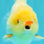 POPCORN AAA Grade Red White Yuanbao Male 5-5.5 inches #050126YB_18