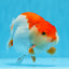 AAA Grade Red White Strong Body Structure Ranchu Male 4.5-5 inches #0712RC_05