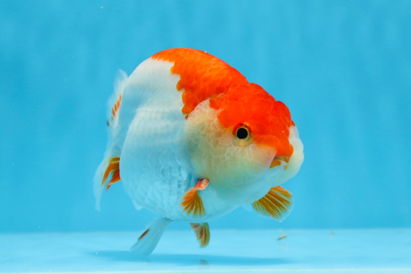 AAA Grade Red White Strong Body Structure Ranchu Male 4.5-5 inches #0712RC_05