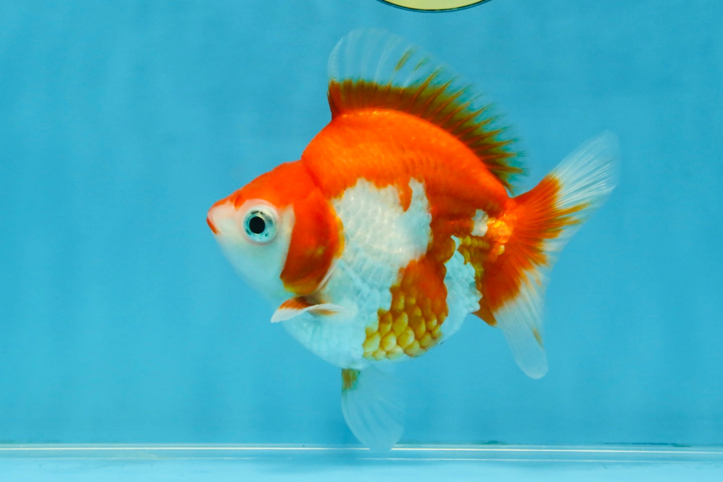 A Grade Red White Ryukin Female 4.5 inches #111425RK_09