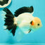 A Grade Unique Mark Panda Oranda Male 6 inches #102524OR_11