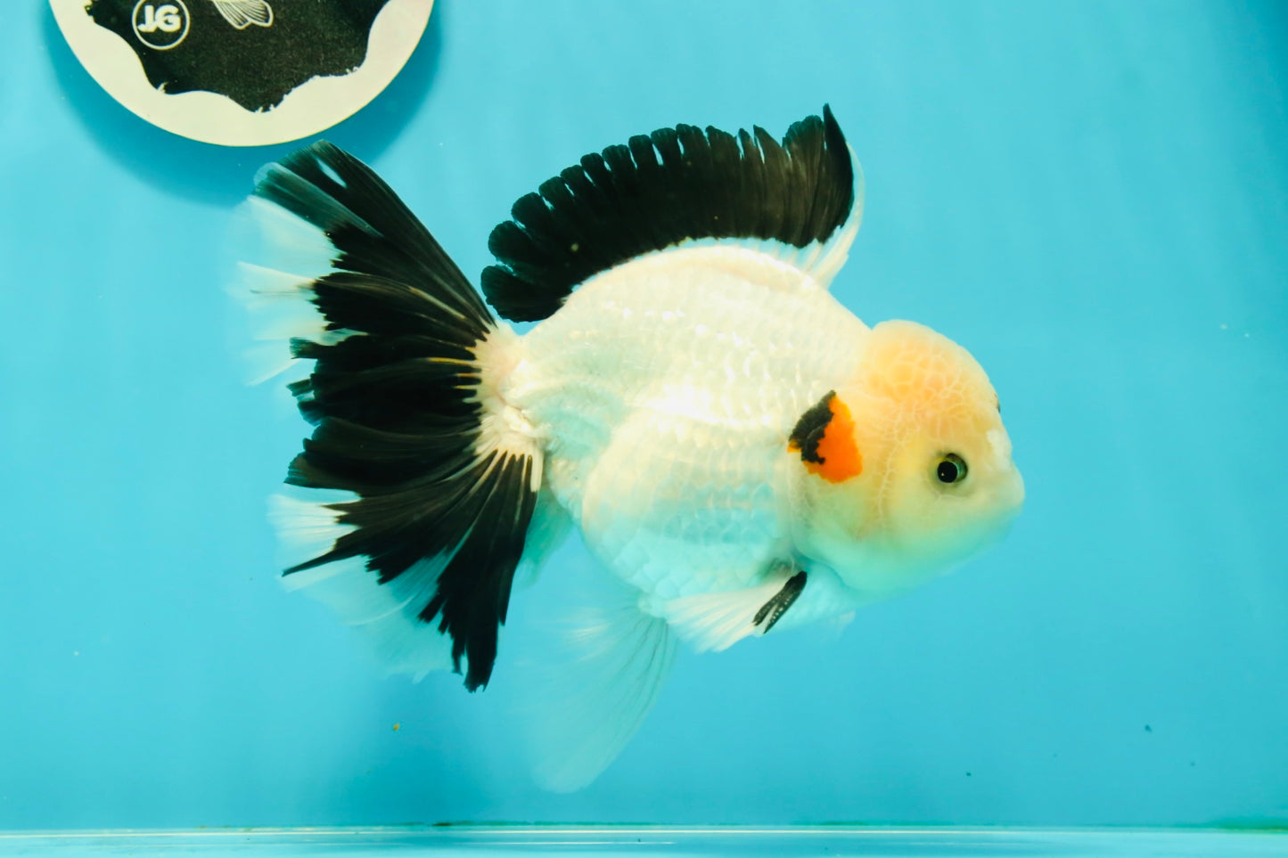 A Grade Unique Mark Panda Oranda Male 6 inches #102524OR_11