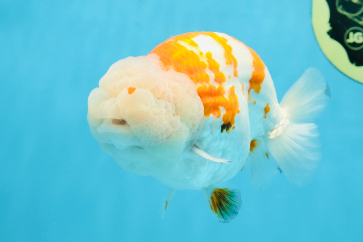 AAA Grade FANCY Kohaku Sakura LionKing 5.5 inches #100325LC_08