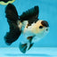 Panda Oranda Male 5 inches #081525OR_27