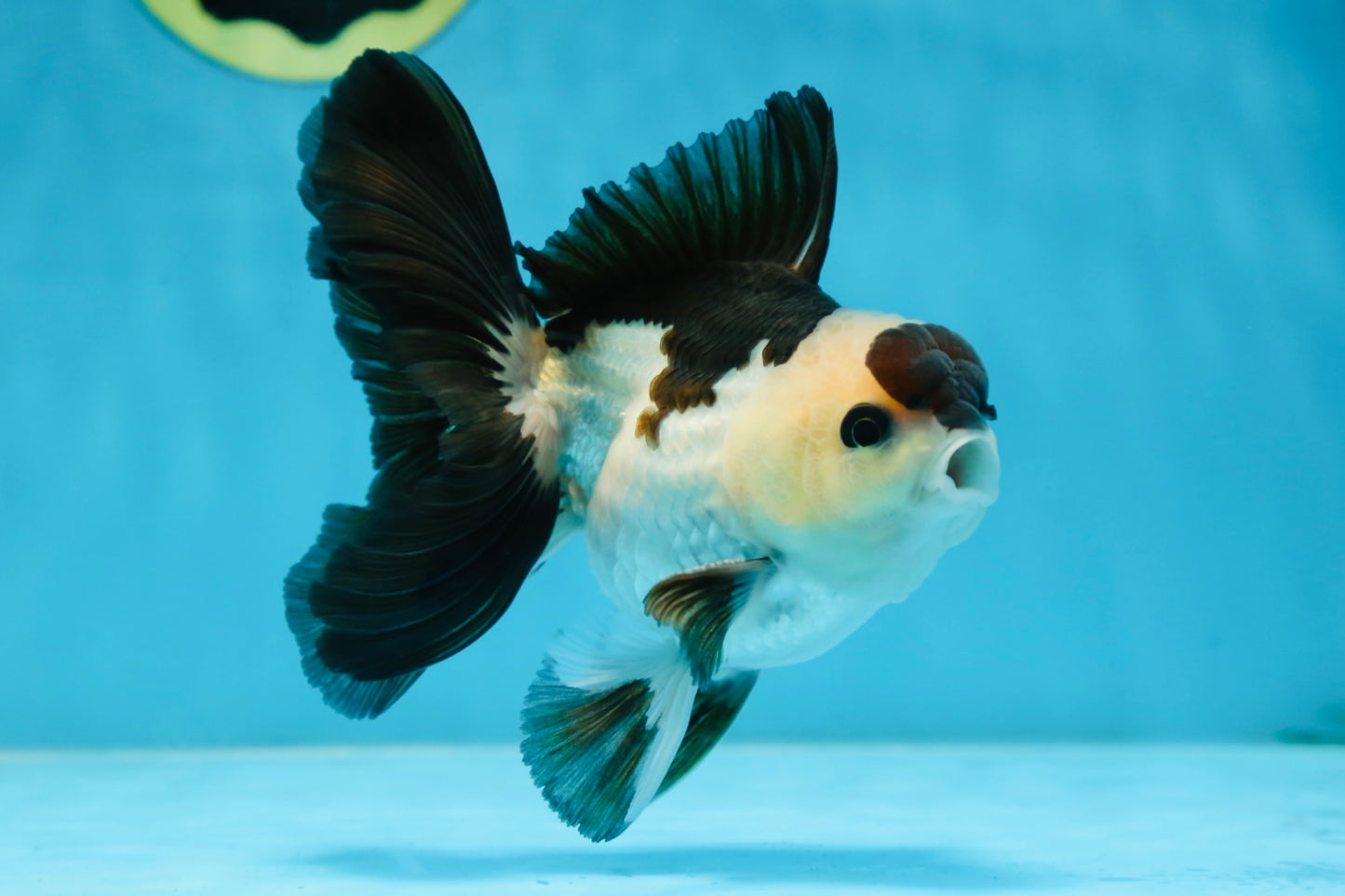 Panda Oranda Male 5 inches #081525OR_27