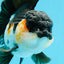 A Grade Bulldog Tricolor Oranda Female 5.5 inches #0614OR_21