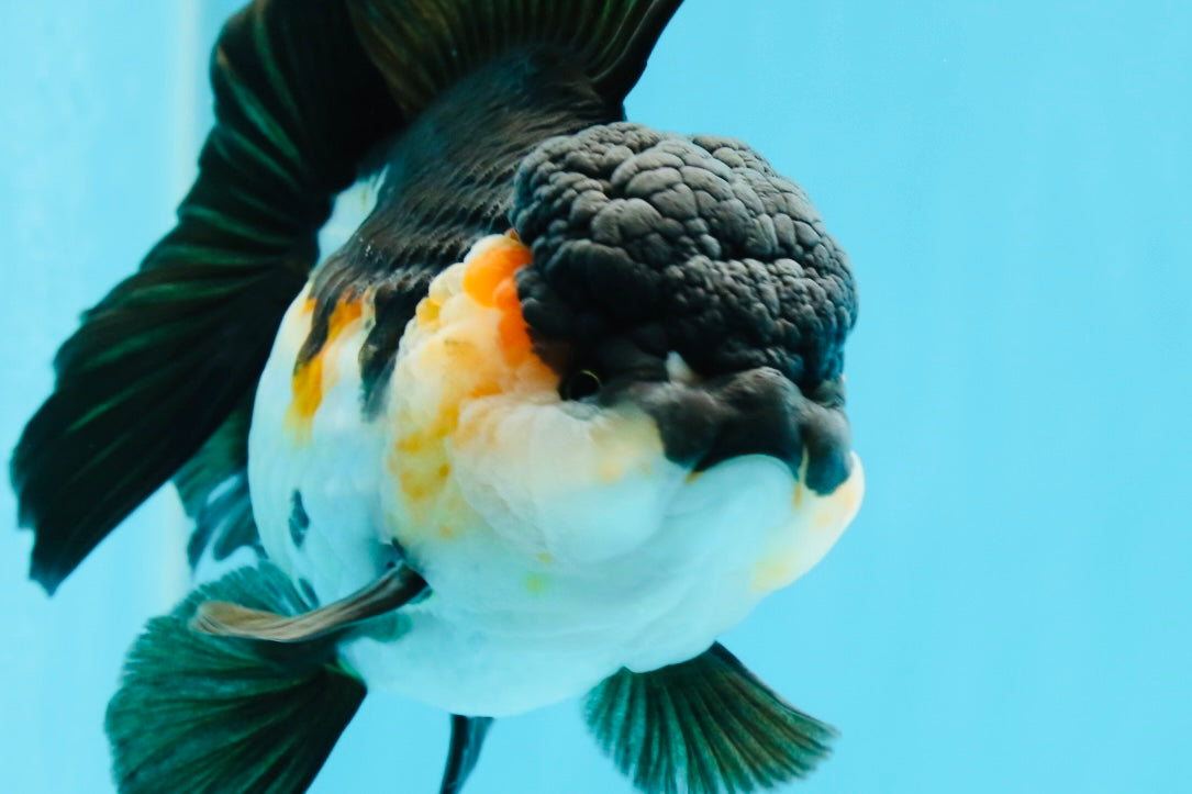 A Grade Bulldog Tricolor Oranda Female 5.5 inches #0614OR_21