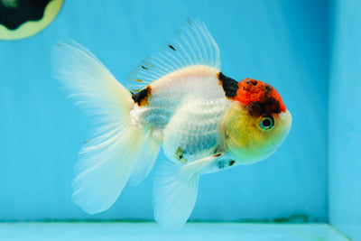 Tancho Tricolor Oranda Male 4.5 inches #011725OR_05