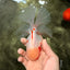A Grade Red White Oranda Male 5.5 inches #062626OR_36