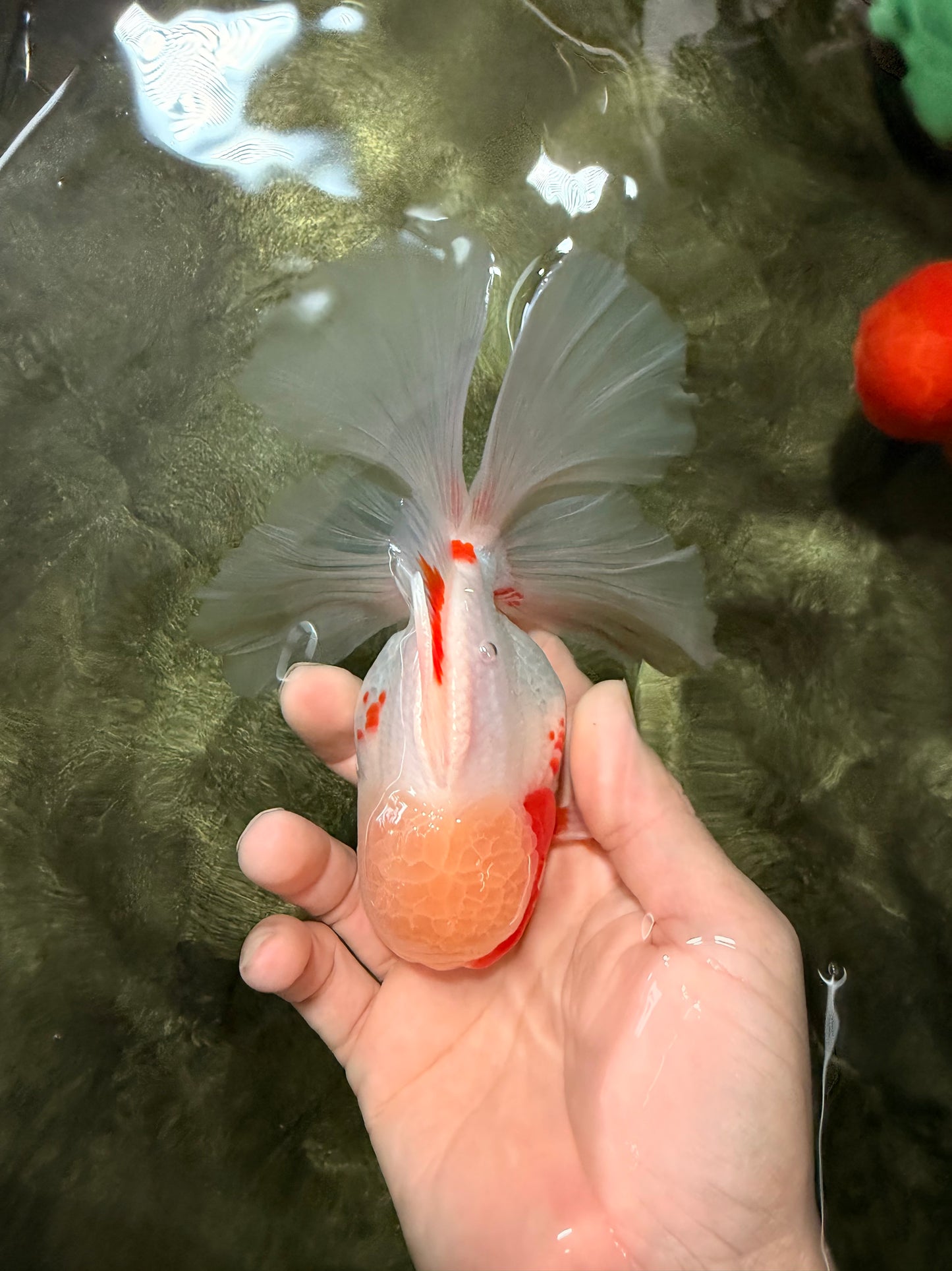A Grade Red White Oranda Male 5.5 inches #062626OR_36