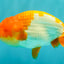 Red White Lionchu Male 4.5-5 Inches #100226LC_19