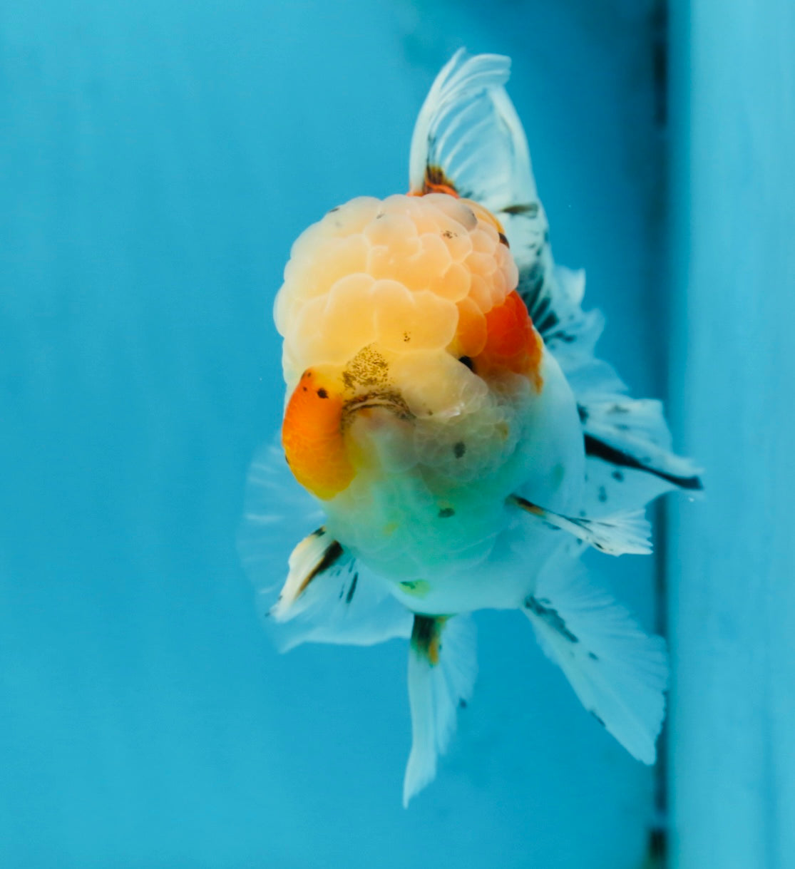 A Grade Calico Oranda Male 5 inches #060625OR_20