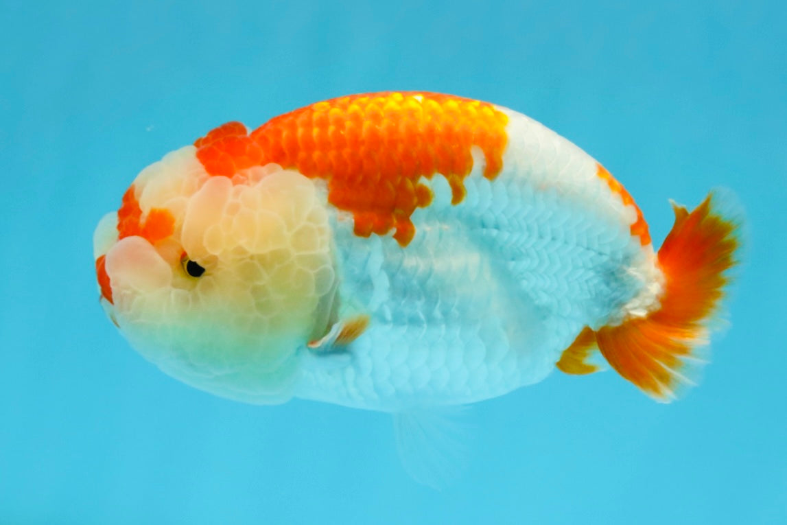 A Grade Red White LionQueen 4.5-5 inches #032726LC_21