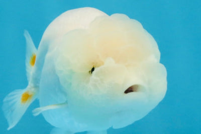 Snow White Lionchu Female 3.5 inches #121925LC_05