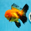 A Grade Apache Oranda Male 4.5 inches #0913OR_12