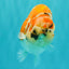 CHUBBY AAA Grade Diamond Scale Tricolor  Ranchu Male 5.5-6 inches #101626RC_26