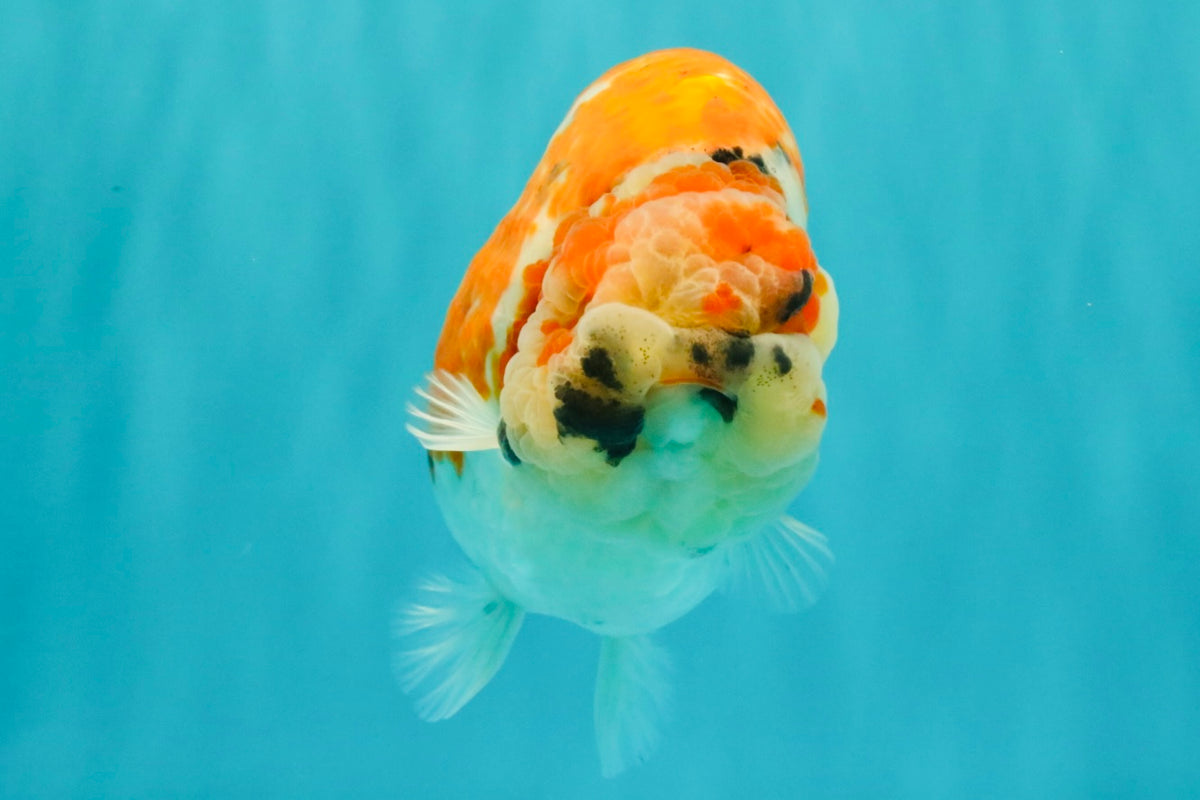 CHUBBY AAA Grade Diamond Scale Tricolor  Ranchu Male 5.5-6 inches #101626RC_26