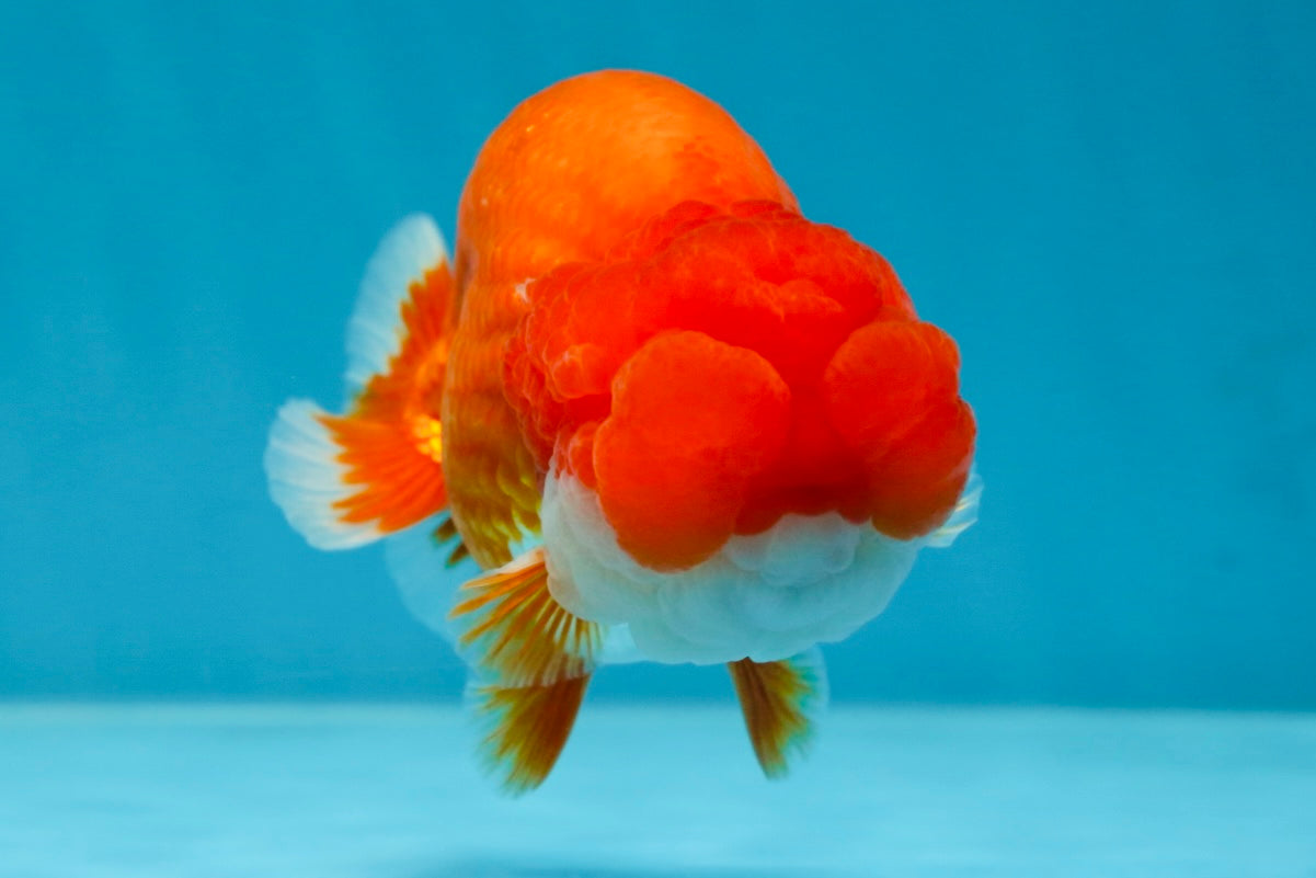 AAA Grade Red White LionKing 4.5  inches #053025LC_13