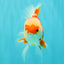 AAA Grade Red White Oranda Male 5 inches #061926OR_23