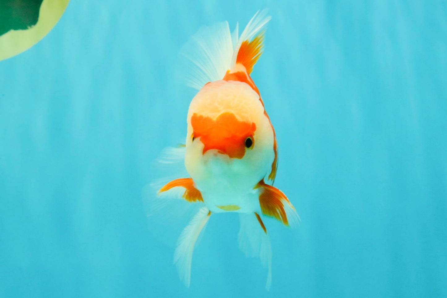 AAA Grade Red White Oranda Male 5 inches #061926OR_23