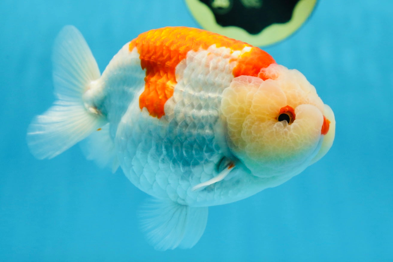 AAA Grade Super Red White LionKing 5.5 inches #080125LC_01