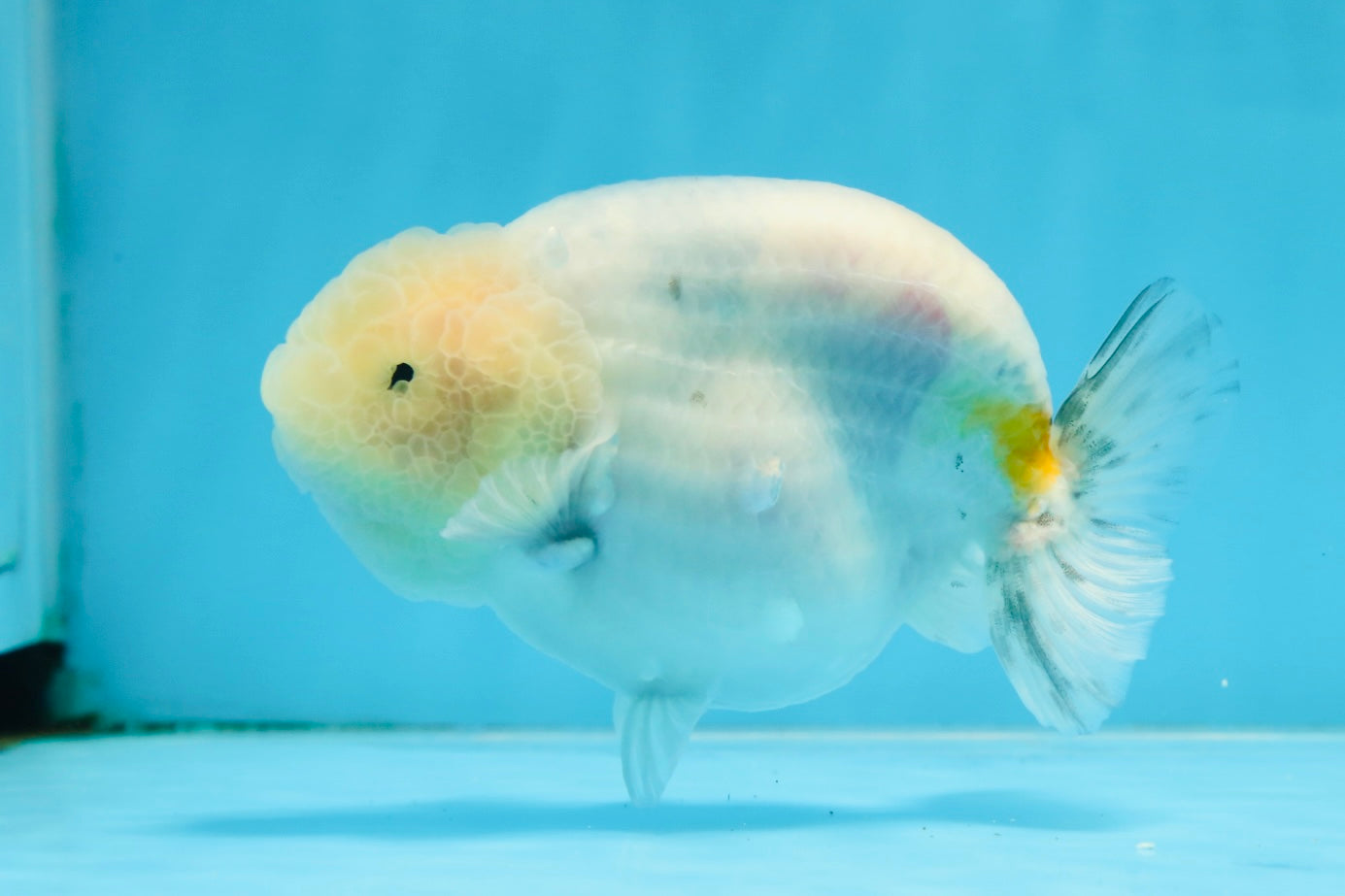 A Grade Marble LionKing Male 4.5-5 inches #070425LC_12