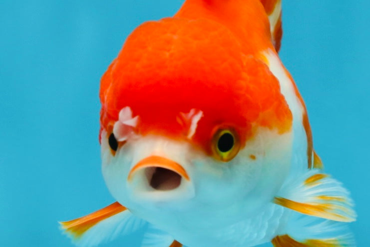 Red White Yuanbao Female 4-4.5 inches #062725YB_12