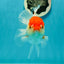 Red White Oranda Female 5 inches #110824OR_05