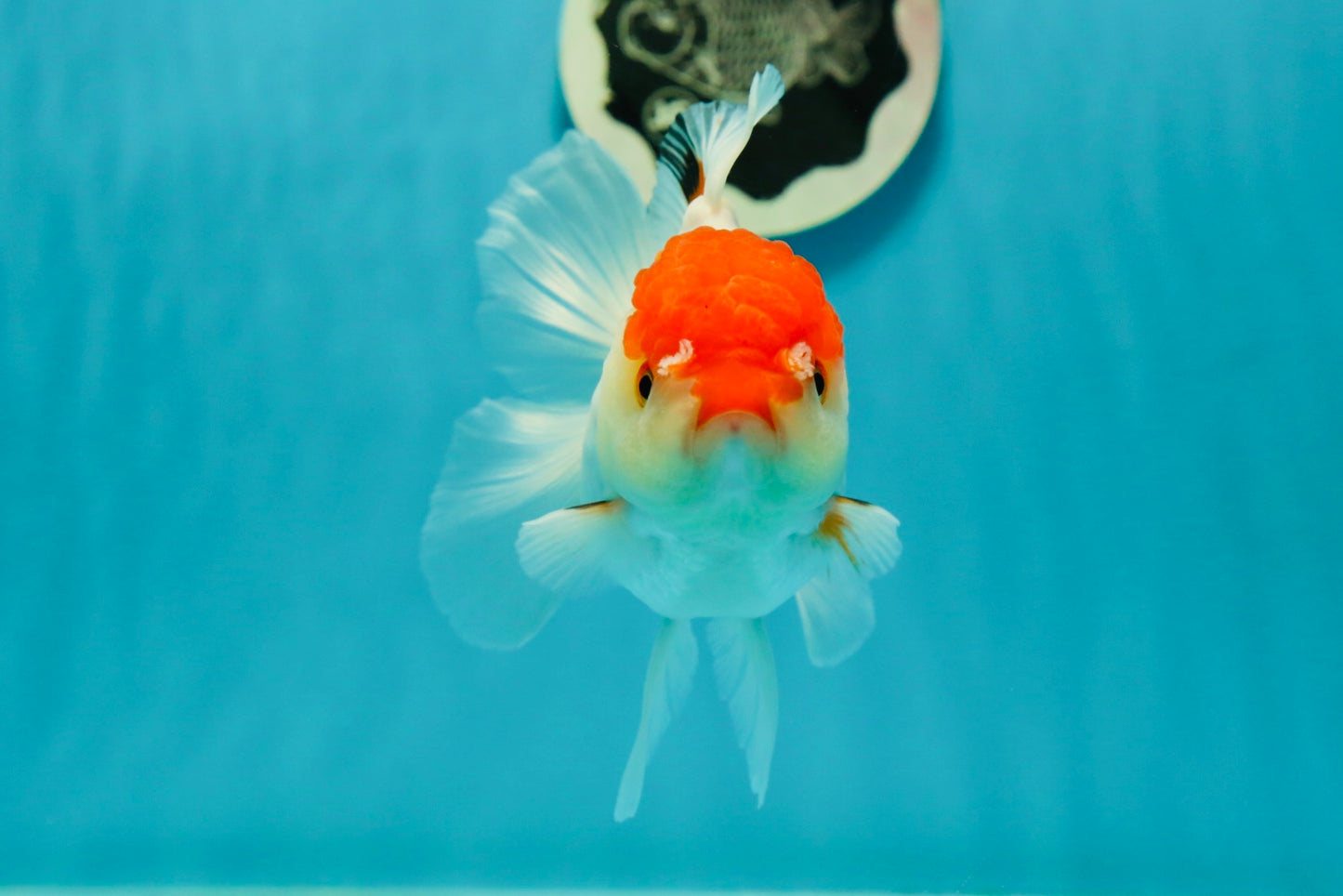 Red White Oranda Female 5 inches #110824OR_05