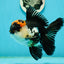 AAA Grade Tricolor Oranda Male 5.5 inches #112224OR_12