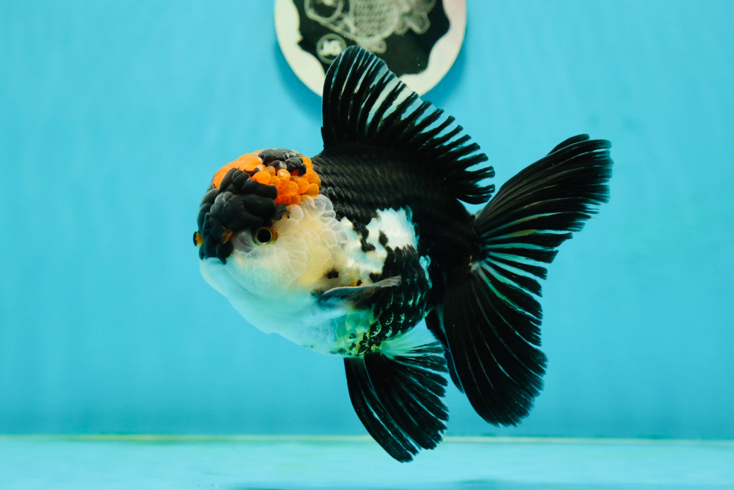 AAA Grade Tricolor Oranda Male 5.5 inches #112224OR_12