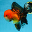 NEMO AAA Grade Apache Oranda Male 6.5 inches  #082225OR_09