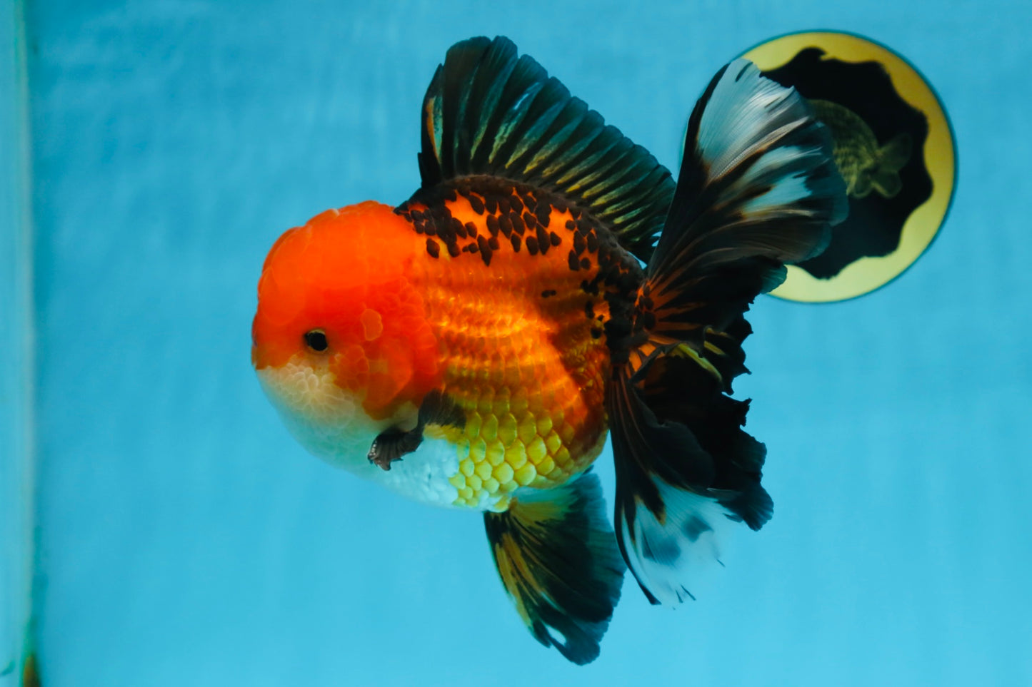 NEMO AAA Grade Apache Oranda Male 6.5 inches  #082225OR_09