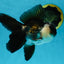 A Grade Panda Oranda Male 5 inches #050225OR_09