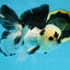 A Grade Panda Button Eyes Oranda Male 5-5.5 inches #091925OR_06