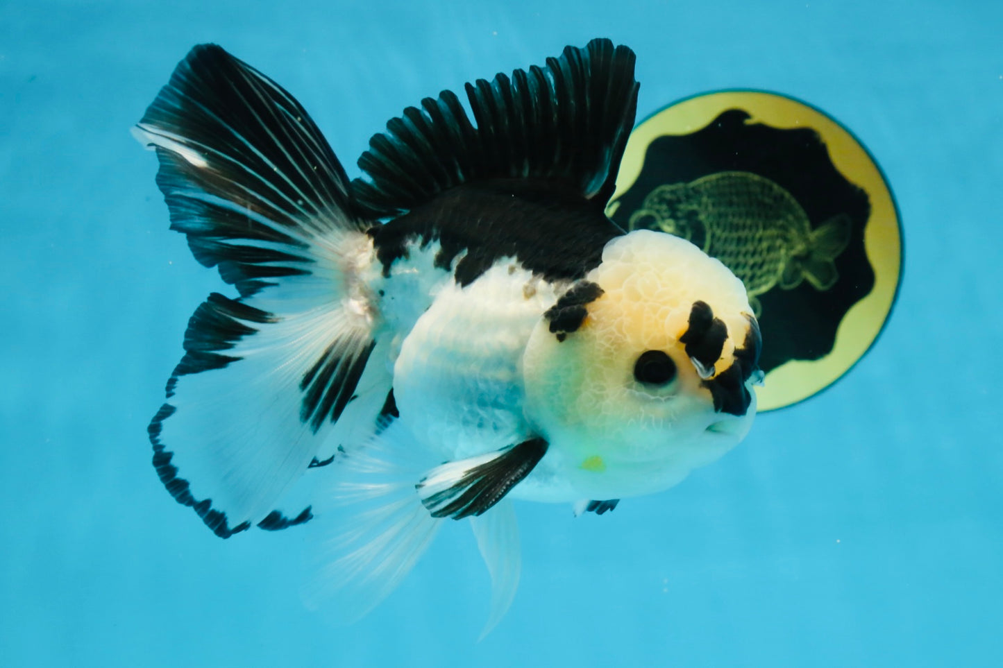 A Grade Panda Button Eyes Oranda Male 5-5.5 inches #091925OR_06